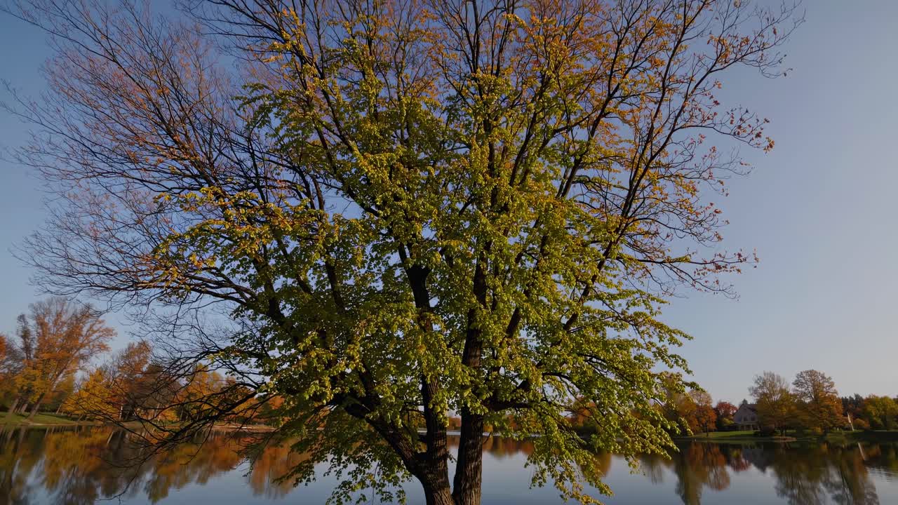 A serene video scene of a tree by a lake, captured from a low angle