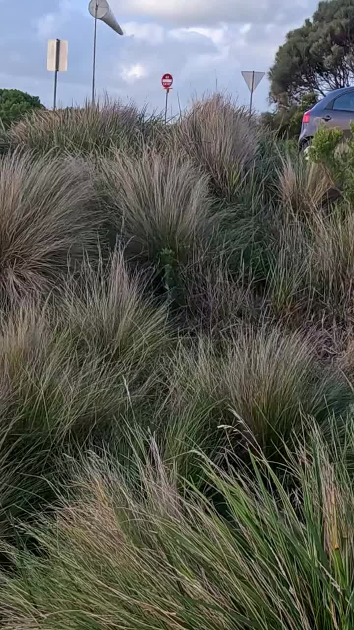 paisaje ventoso con hierba y cielo azul