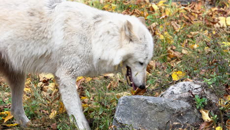 Una-Loba-Gris-De-Las-Montañas-Rocosas-Cava-Un-Agujero-Con-Sus-Patas-Detrás-De-Una-Roca