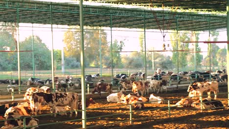 En-Turquía,-Países-De-Medio-Oriente,-Cuidado-De-Las-Vacas,-Ordeño,-Alimentación-De-Forraje,-Leche-De-Vaca-En-La-Granja.