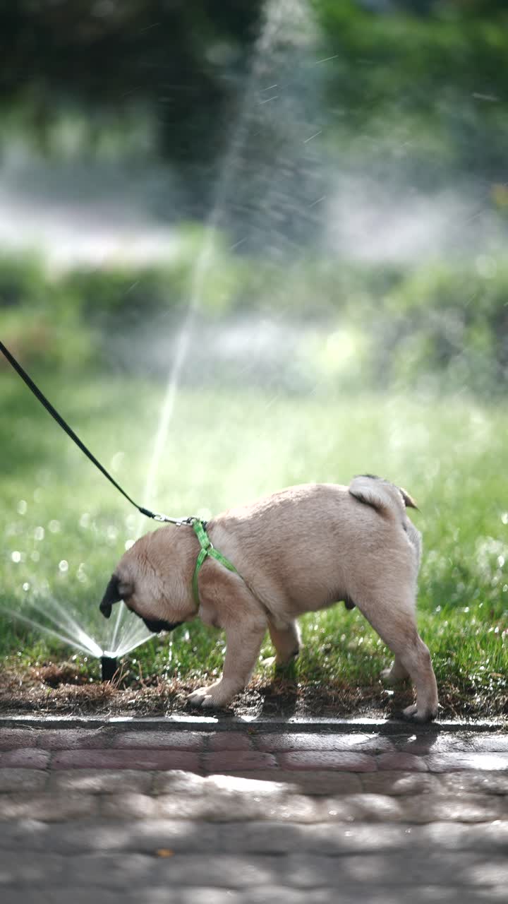 스프링클러에서 놀고 있는 파그