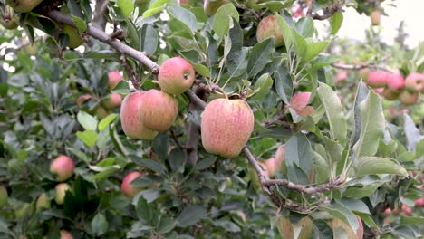 Apple ripening on a fruit farm