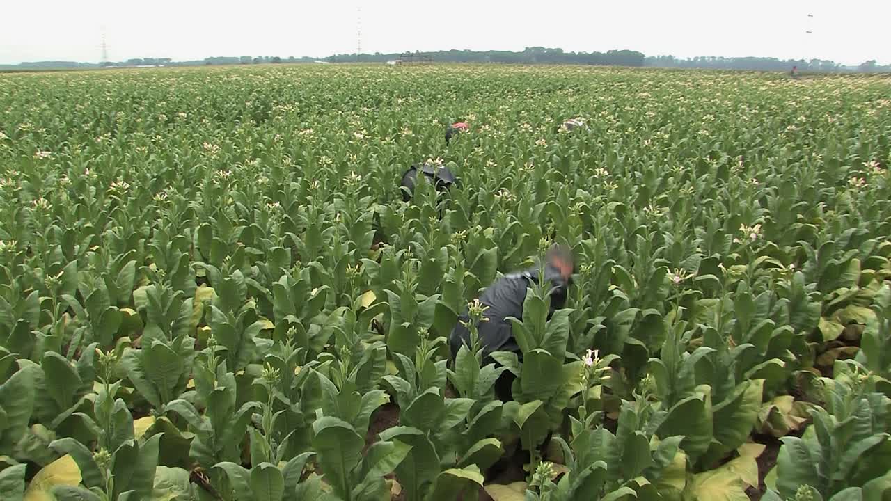 trabajadores cosechando tabaco en un campo en alemania