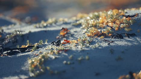 dry seaweed and miniature plants on the sandy beach a re captured in a close-up shot