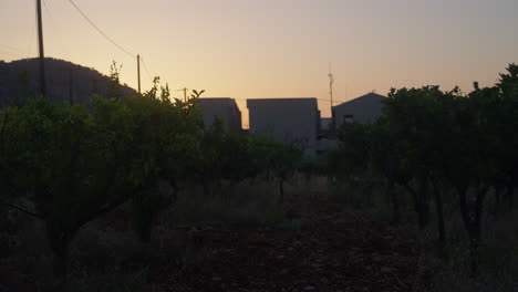 vineyard-by-sunset-in-malia-creta-greece