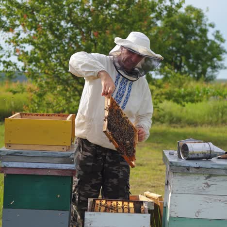 apiculturist on a bees farm among nature. beekeeper taking out frame full of bees and inspecting. experienced apiarist looking after bees in summer