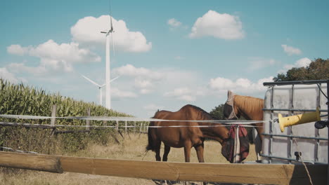 two horses in a paddock next to a cornfield with green energy windmills in the background