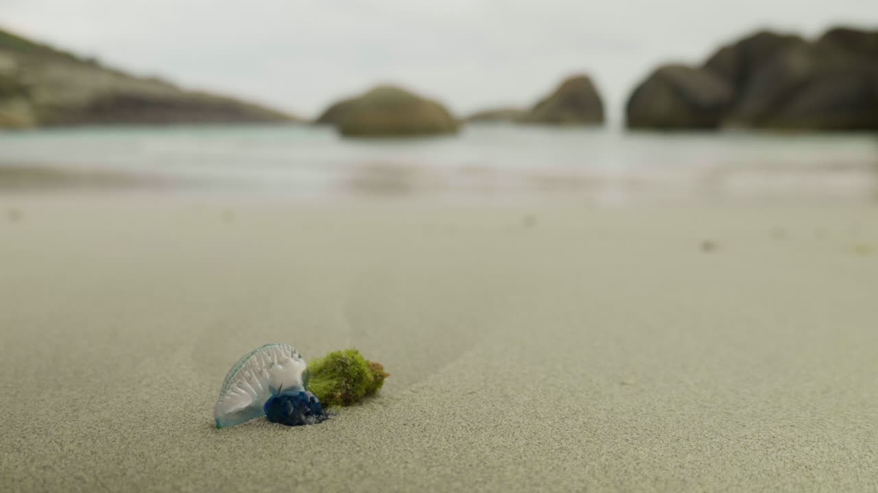 A wide shot of a Portuguese Man O' War floating on the water, showcasing its vibrant colours and unique form.