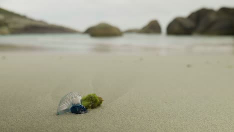 a wide shot of a portuguese man o' war floating on the water, showcasing its vibrant colours and unique form.
