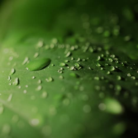 drops of moisture on a large green leaf of the plant