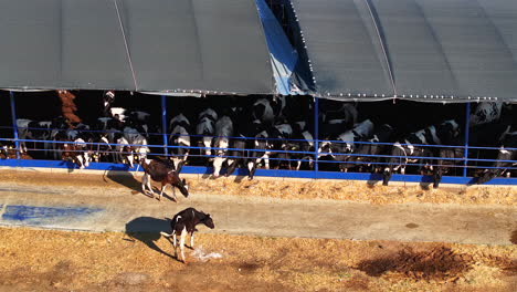 modern dairy farming: open shelter for healthier livestock