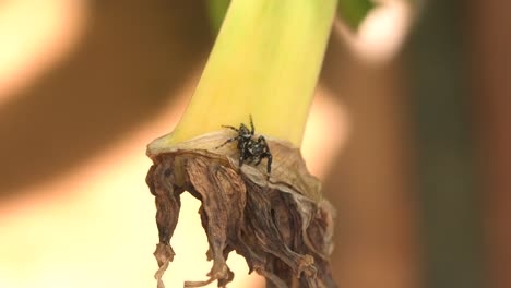 Wolf-Spider-on-dying-leaf-branch-in-the-Asian-Jungle