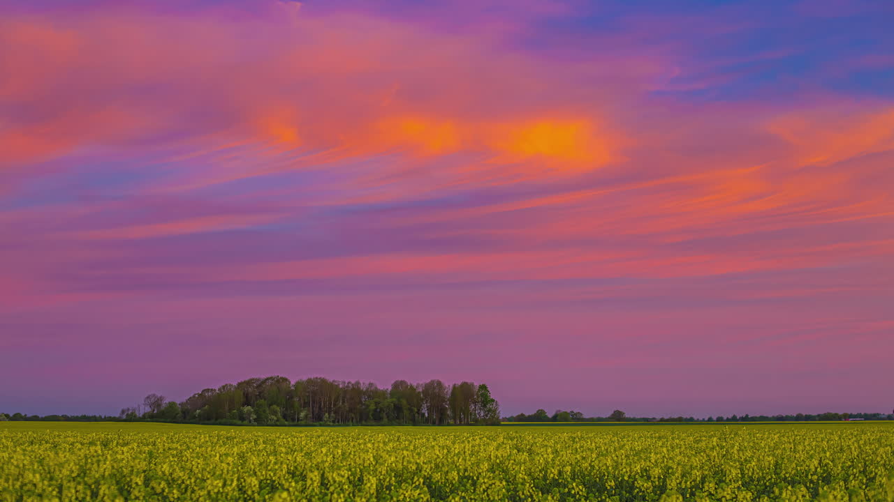 la canola de semilla de colza florece en un campo de tierras de cultivo durante una colorida puesta de sol - paisaje nuboso de lapso de tiempo