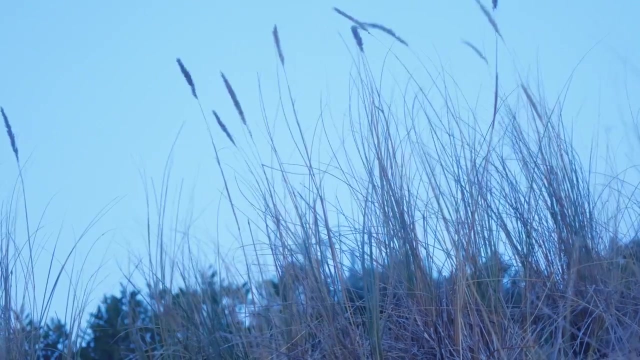 Slow motion shot of coastal spinifix blowing in the wind along the Australian coastline