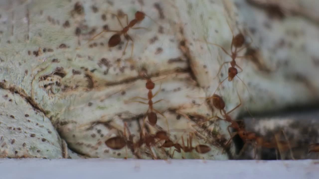 hormigas tejedoras trabajan juntas para encontrar comida