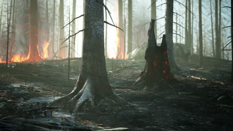 Wildfire-burns-ground-in-forest