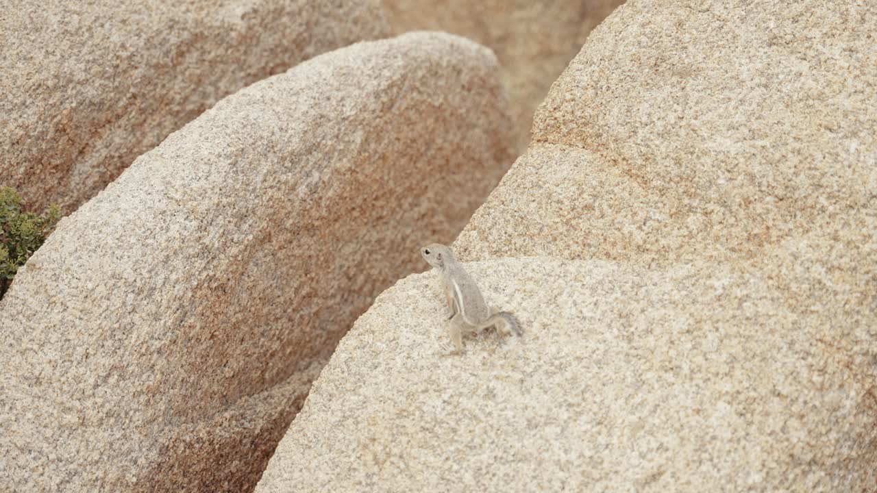 A White-tailed Antelope Squirrel jump over a rock in the beautiful landscape of Joshua Tree National Park