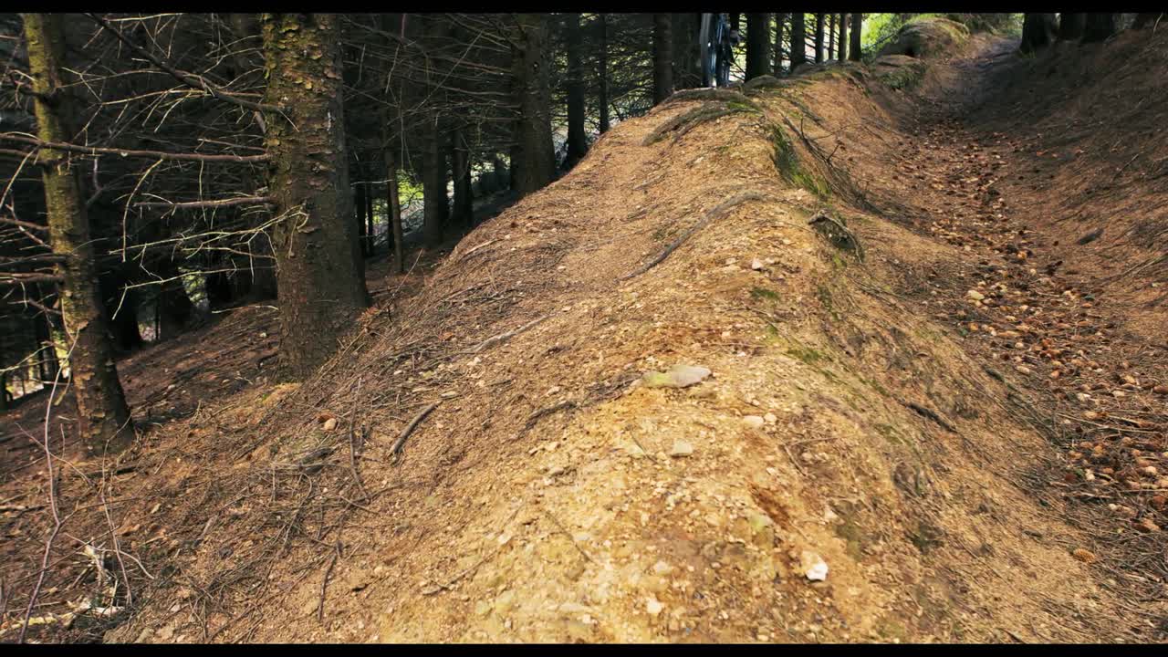 Mountain biker riding bicycle in forest