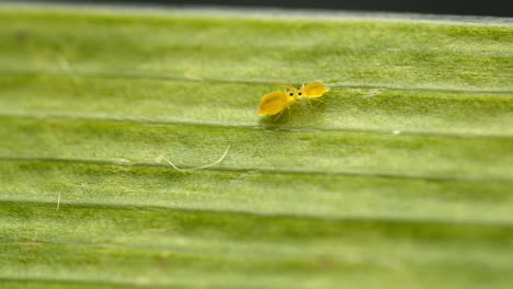globular springtails (family sminthuridae) in mating courtship dance. tiny hexapods on leaf, macro view