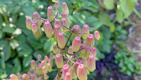 static shot of kalanchoe pinnata, commonly known as cathedral bells is a succulent plant native to madagascar