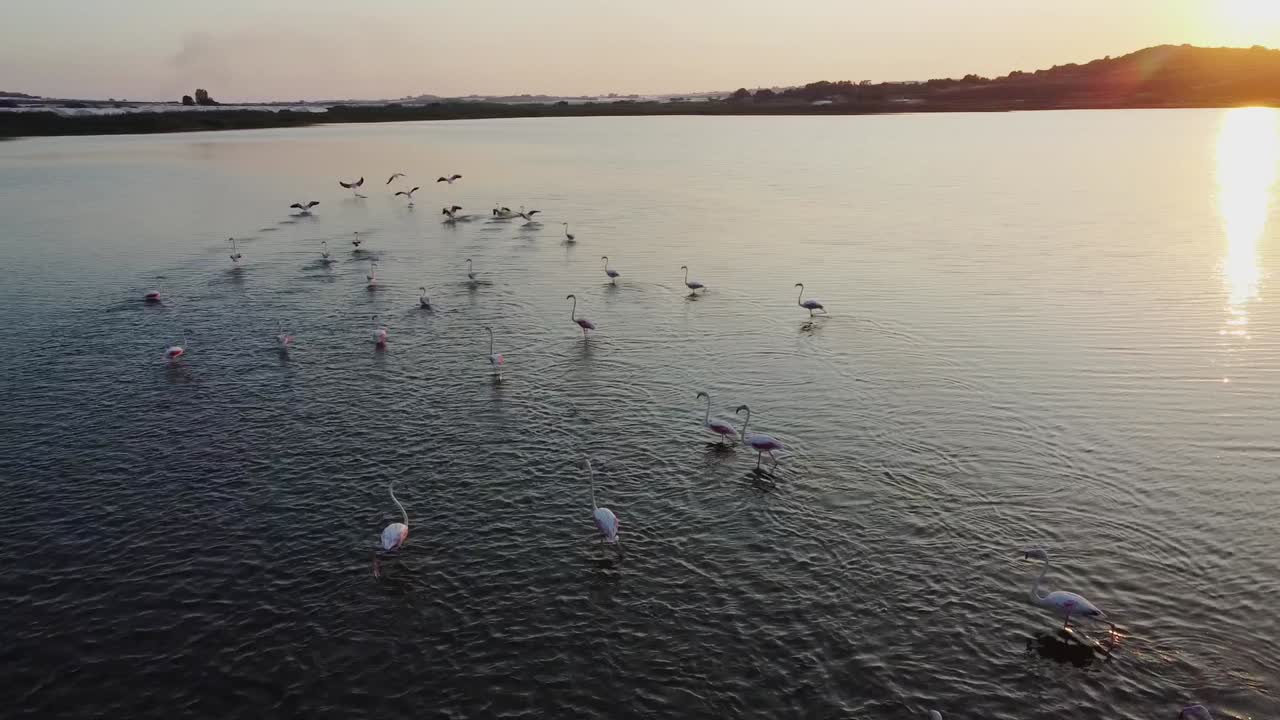 bandada de flamencos rosados volando y vadeando en las aguas tranquilas de la reserva de vendicari con el reflejo del atardecer en sicilia, italia