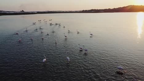 Flock-Of-Pink-Flamingos-Flying-Over-And-Wading-On-The-Calm-Water-In-Vendicari-Reserve-With-Sunset-Reflection-In-Sicily,-Italy