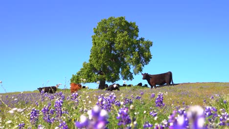 herd of brown and black dairy milk cows and bulls staying, laying and grazing under a large green oak tree surrounded by california pipevine wildflowers on a grassy hill with a bright sunny blue sky