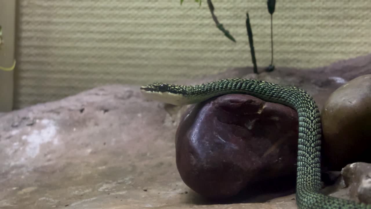 Close-up Ornate gliding snake, alive Ornate gliding snake in a glass cage at Snake Garden Zoo for education.