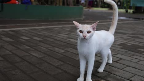 white cat walking in the yard