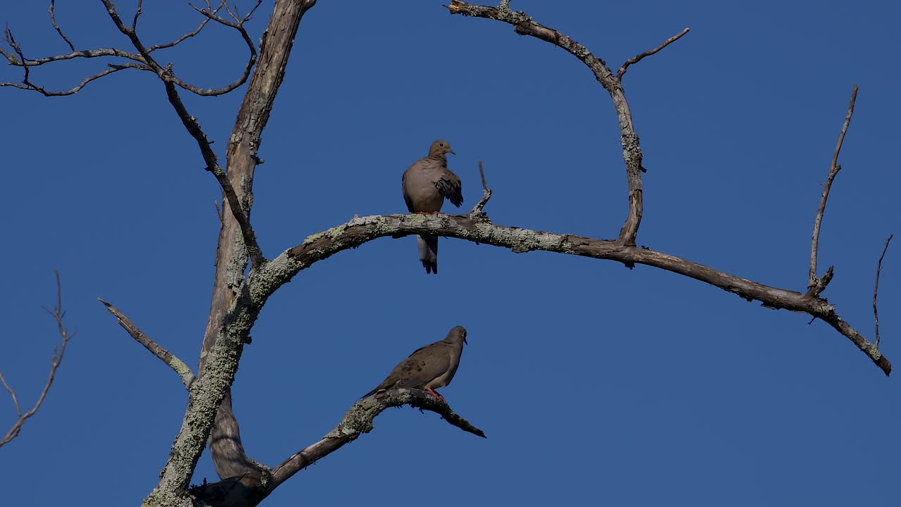 2 palomas grises de luto en las ramas de los árboles muertos