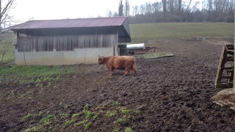 bruin harig hooglandvee met hoorns die van rechts naar links in de modder lopen tussen landbouwschuren