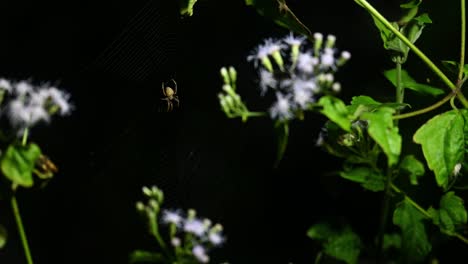 Braunbeinige-Spinne,-Neoscona-Vigilans,-Kaeng-Krachan-Nationalpark,-Thailand,-4K-Aufnahmen