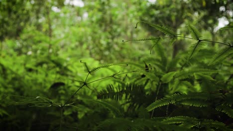 野<unk>在潮湿的熱帶雨林中生長得很深