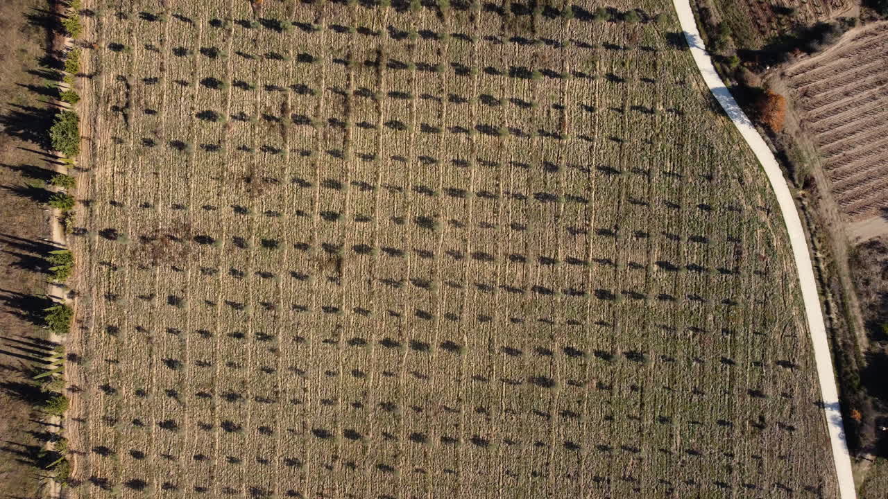 Aerial View of an Olive Grove