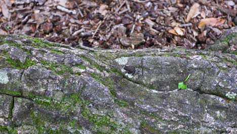 Static-video-of-a-small-toad-on-a-log-and-a-millipede-crawling-away