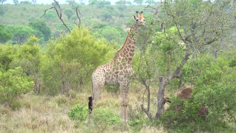 a giraffe uses its long neck to strip leaves off dense acacia trees, giraffa camelopardalis giraffa