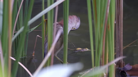 A-beautiful-Yellow-Bittern-Bird-preening-while-perched-between-freshwater-reeds,-reedbeds-over-water---Close-up