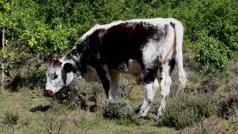 British-Longhorn-grazing-amongst-heather-at-Kinver-Edge,-Staffordshire