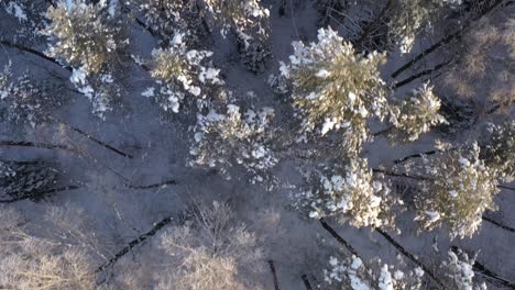 aerial: top shot of flying over tall trees illuminated by winter golden hour light