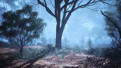 a mystical painting of an australian foggy forest
