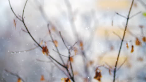 枯れた秋の木に雪が降る