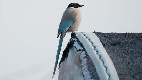 lone azure-winged magpie sitting on the edge of roof in south korea