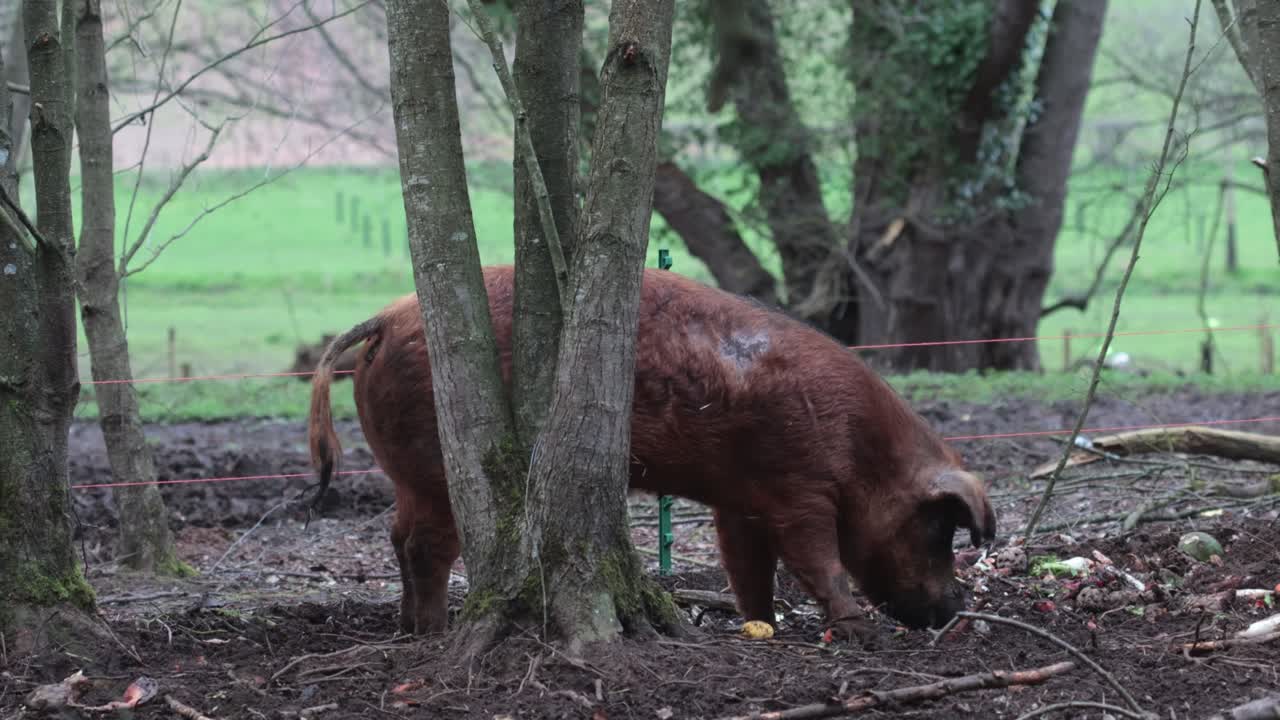 Un maiale Tamworth che cerca avanzi di verdure tra gli alberi in un recinto fangoso. Primavera. Regno Unito.