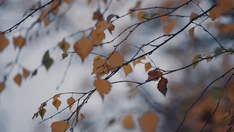 a macro shot of the bright-yellow leaves of the birch tree on the blurry background
