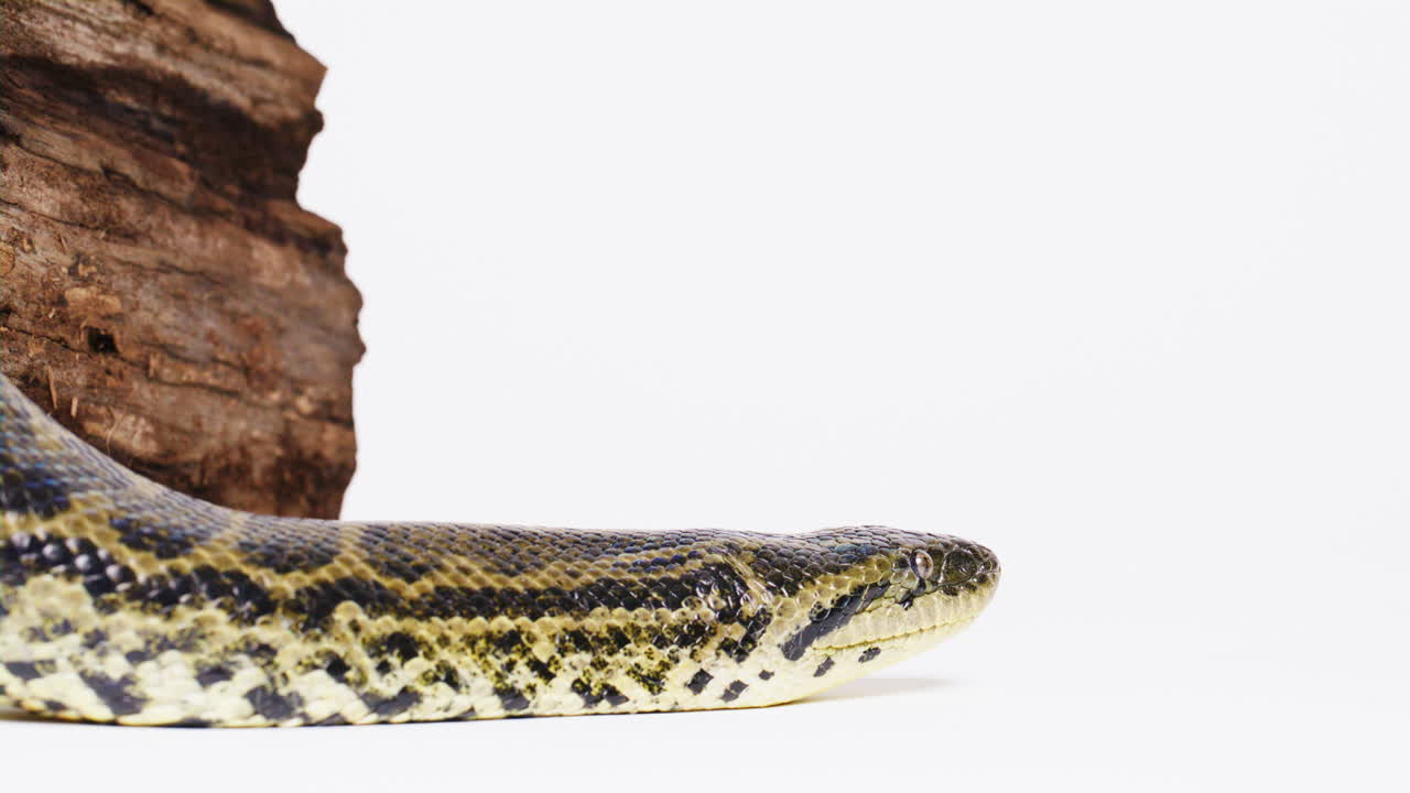 anaconda amarilla de cerca perfil lateral en blanco