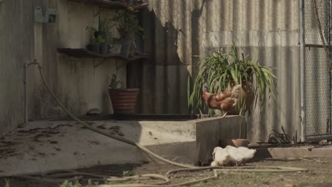 chicken, ducks and geese drinking water in a small farm