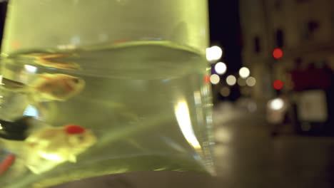 Bag-with-goldfish---close-up