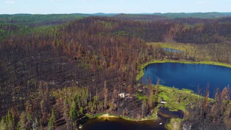 panoramic view of large area regenerating from major fire