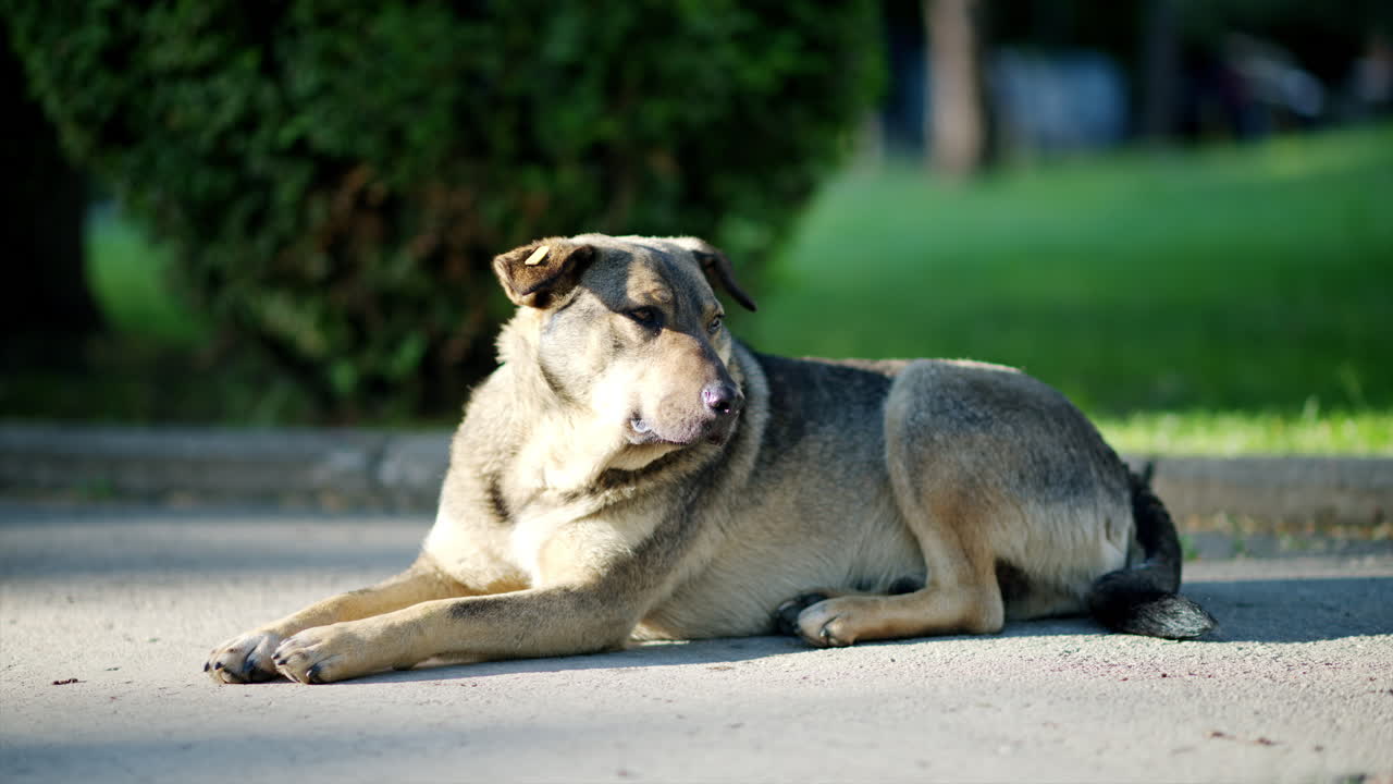 Stray dog lying on the street on a sunny day