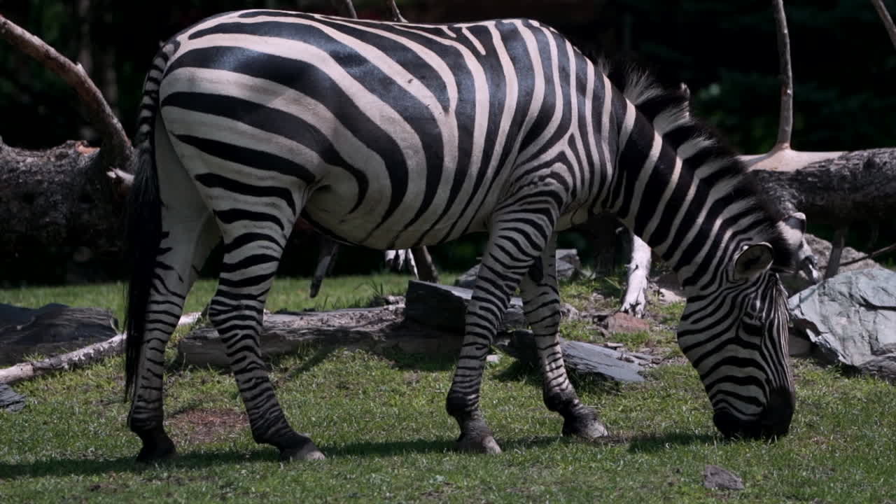 una cebra pastando en la hierba en un día soleado - tiro completo